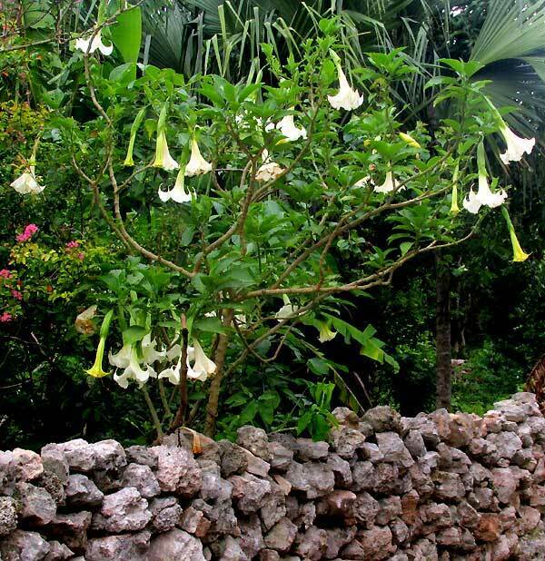 White Angel's Trumpet [Brugmansia Arborea | 10+ seeds