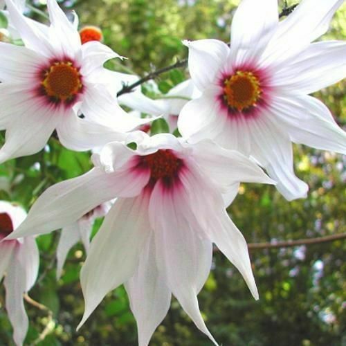 Weeping Tree Dahlia | Dahlia Campanulata | 15+ seeds | UK Hardy