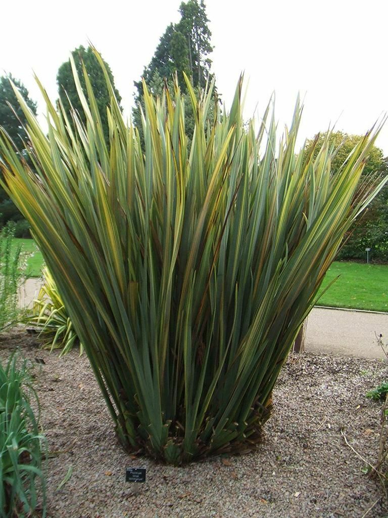 Variegated New Zealand Flax (Phormium Tenax) UK Grown 30+ seeds