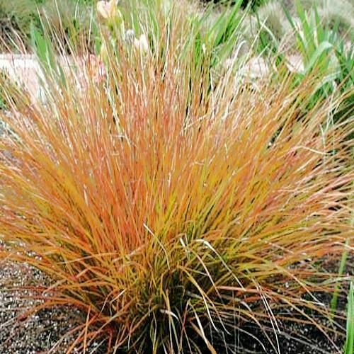 Pheasant Tail Grass | Stipa Arundinacea | 100+ Seeds | Ornamental