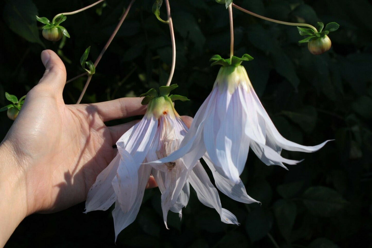 Weeping Tree Dahlia | Dahlia Campanulata | 15+ seeds | UK Hardy