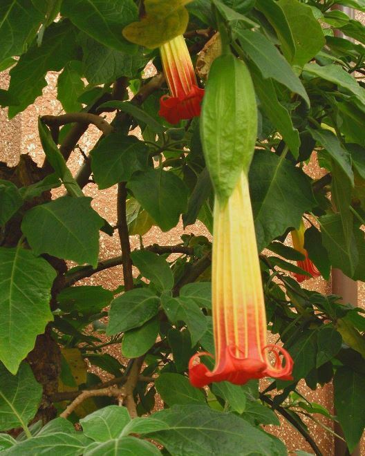 Red Andean Angels Trumpet | Brugmansia Sanguinea | 10+ Seeds