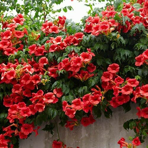 Trumpet Vine [Campsis Radicans] 50+ seeds | Vigorous Climber