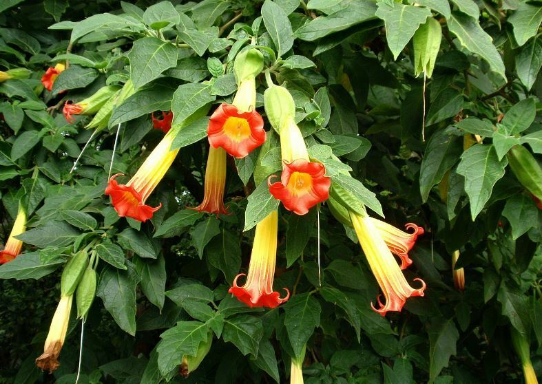 Red Andean Angels Trumpet | Brugmansia Sanguinea | 10+ Seeds