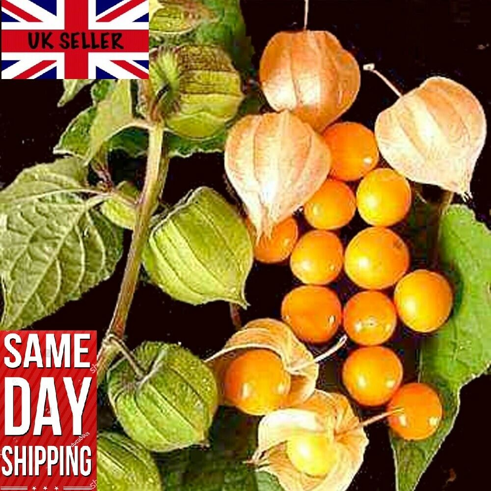 Cape Gooseberry (Physalis Peruviana) | 50+ seeds | Inca Berry