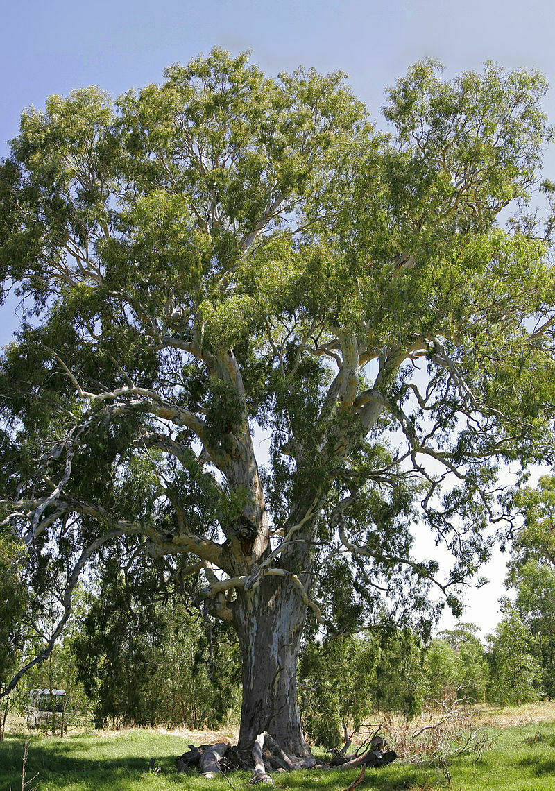 Eucalyptus Camaldulensis | Red River Gum | 50+ Seeds | UK Hardy