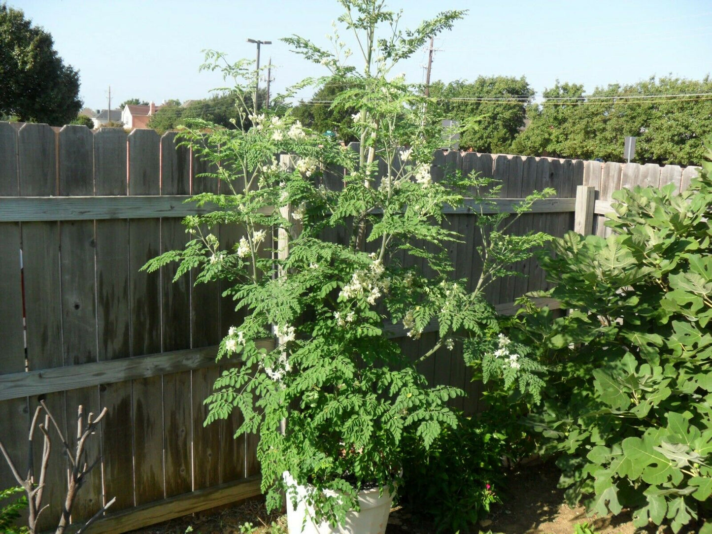 Moringa Oleifera "Drumstick tree" 30 fresh seeds. Fast Growing Same Day Dispatch