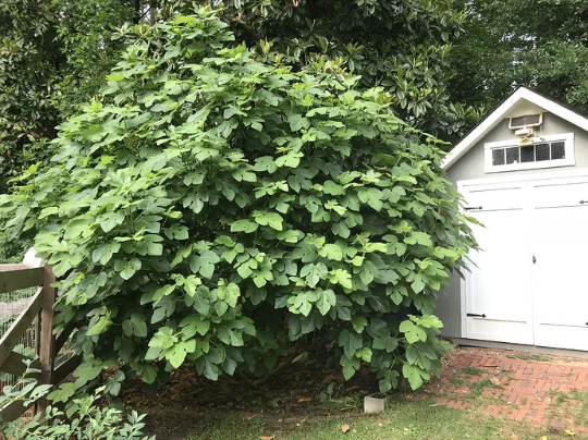 Fig Tree | 30+ seeds | "Brown Turkey" | Sweet | Self Fertile