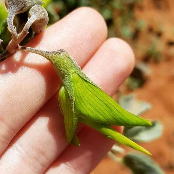 green bird flower seeds Green Birdflower (Crotalaria Cunninghamii)