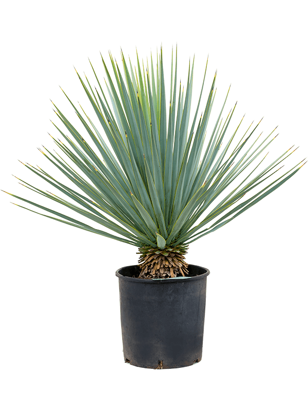 Blue Yucca | Yucca Rigida | 20+ seeds | Stunning & Hardy