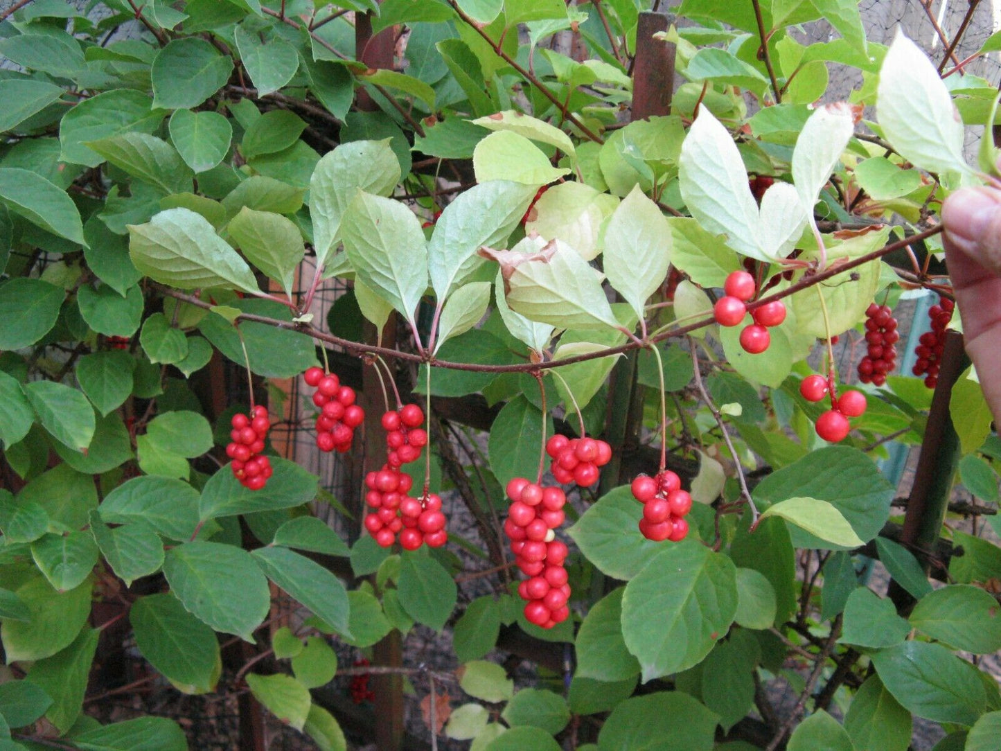 Five Flavor Berry (Schisandra Chinensis) | 五味子 | 10+ Seeds | Hardy