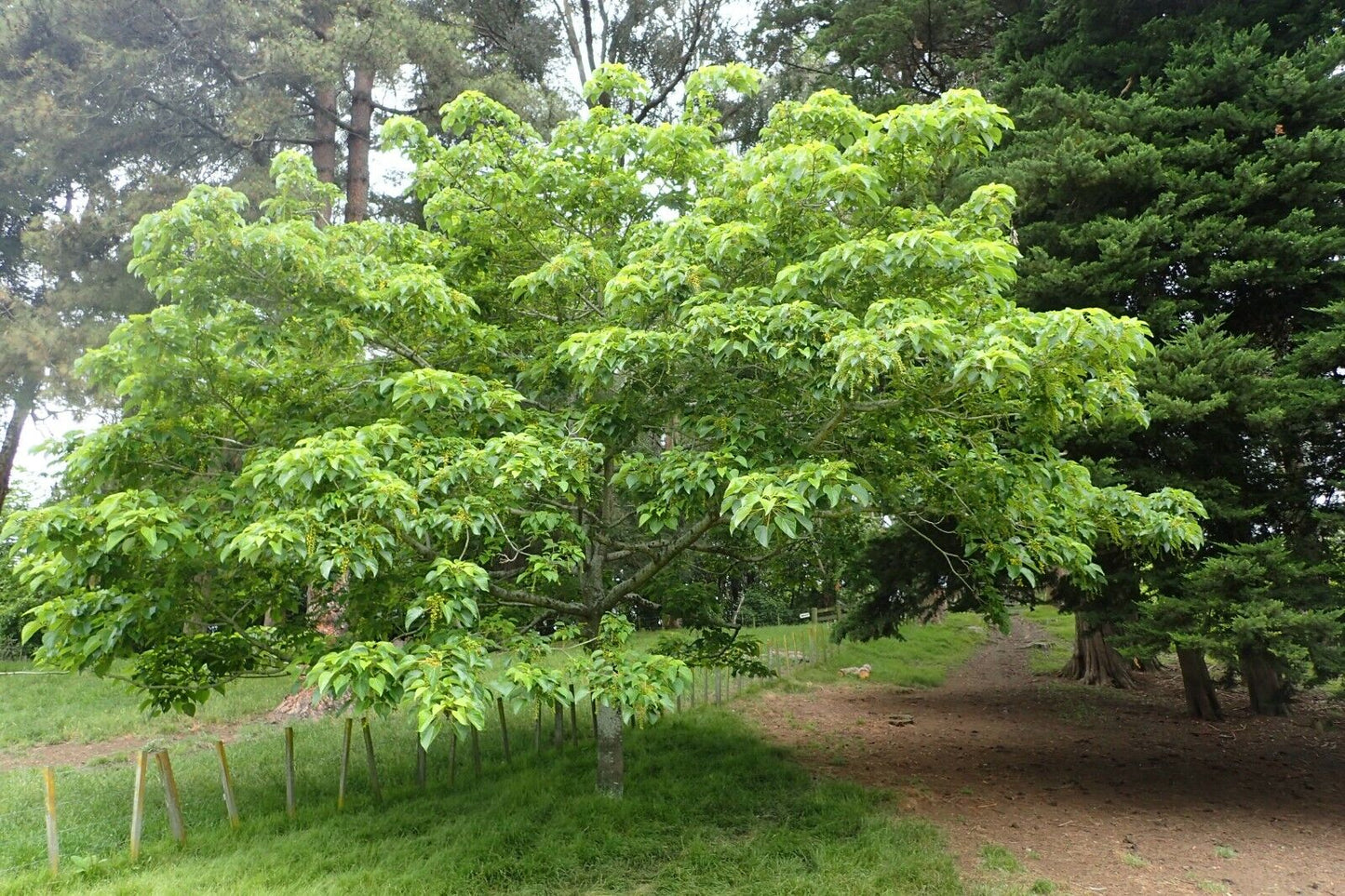 Chinese Wonder Tree (Idesia Polycarpa) Igiri. RARE 25+ seeds