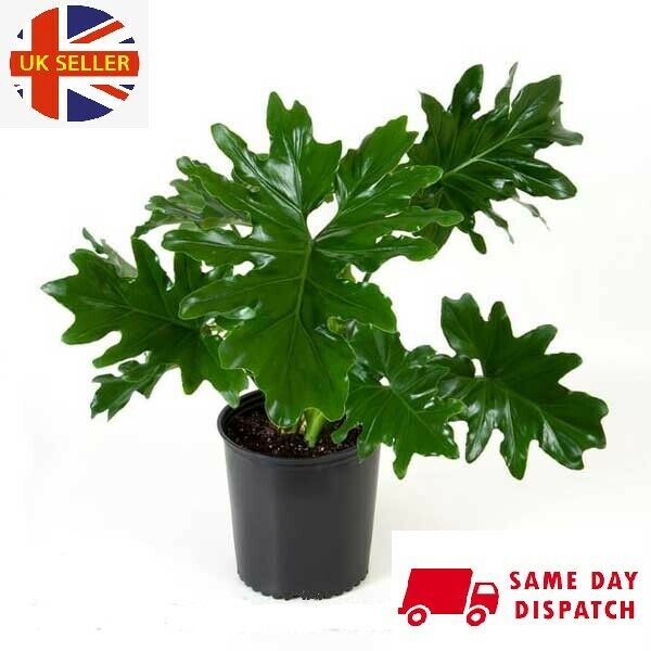 Philodendron Bipinnatifidum | 15+ seeds | House Plant