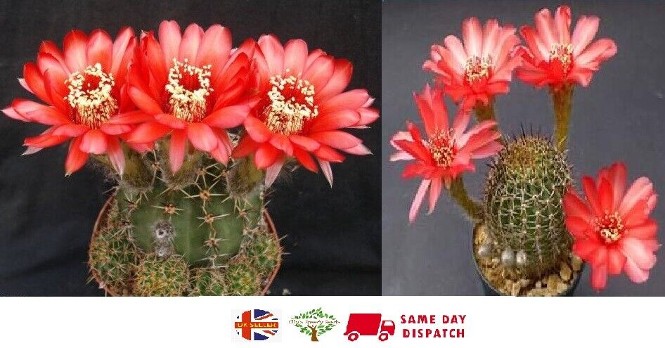 Lobivia Dobeana cactus | 20+ seeds | Red Flowers | Very Easy