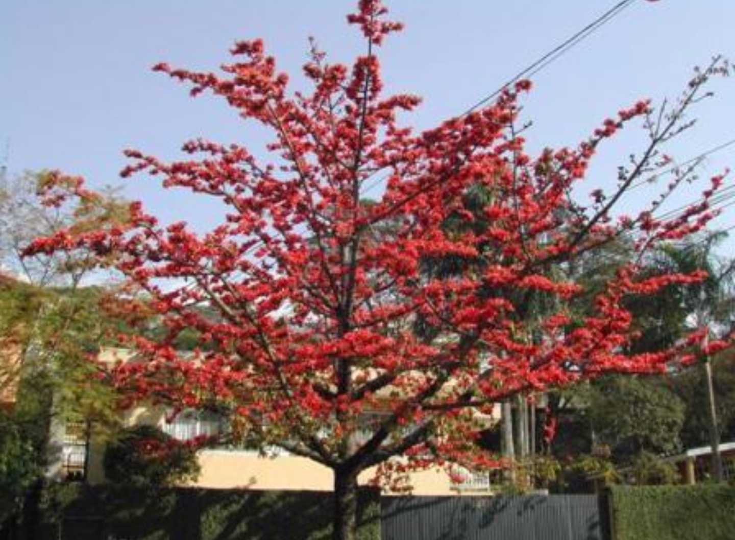 Red Cotton Tree (Bombax Ceiba) | 10 Seeds | 木棉 | Same Day Dispatch