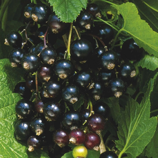 Blackcurrant "Ben Hope" | 100+ seeds | Organic - Own Stock | Same Day Dispatch