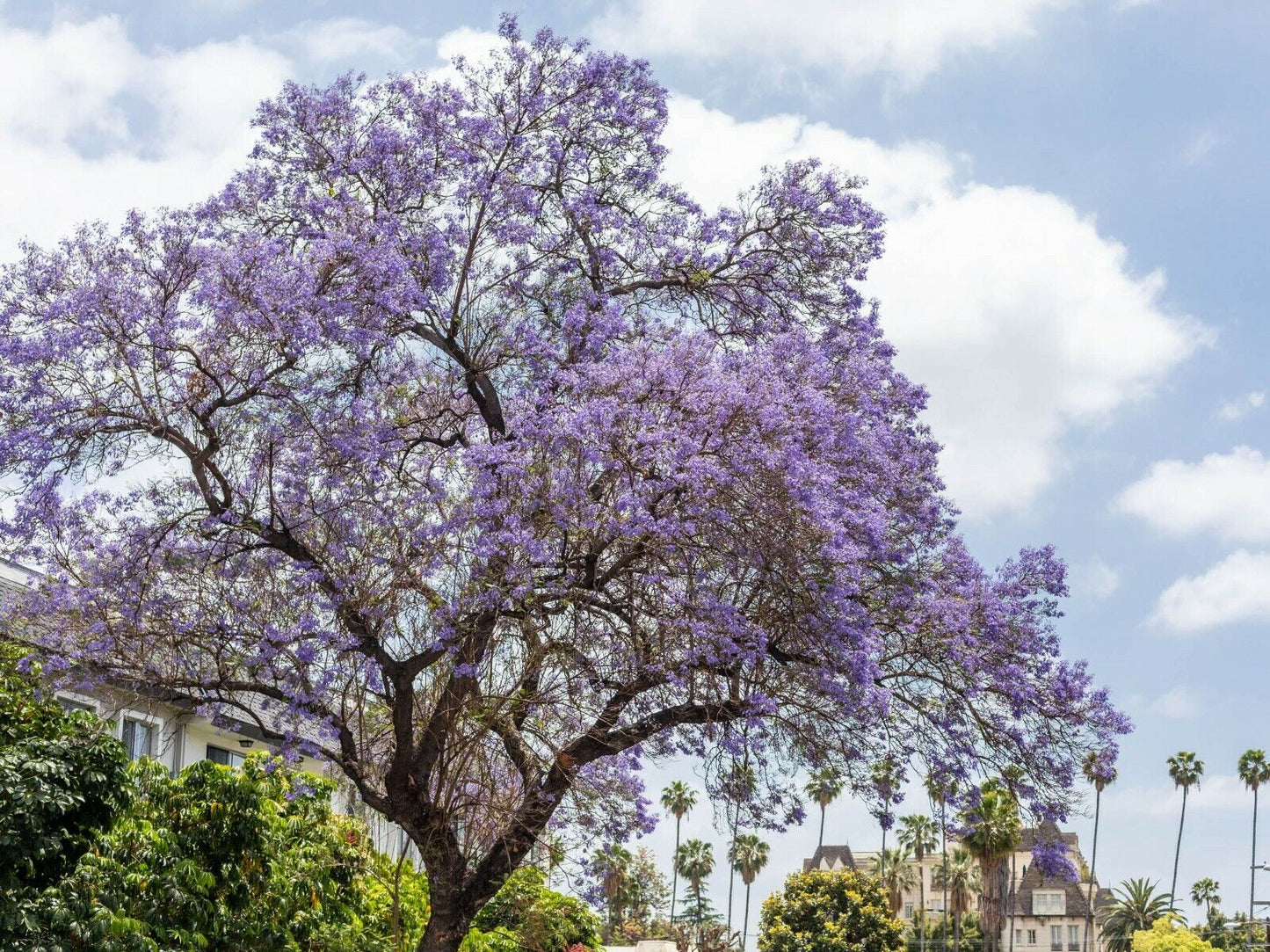 Jacaranda Mimosifolia | 30+ seeds | Bonsai