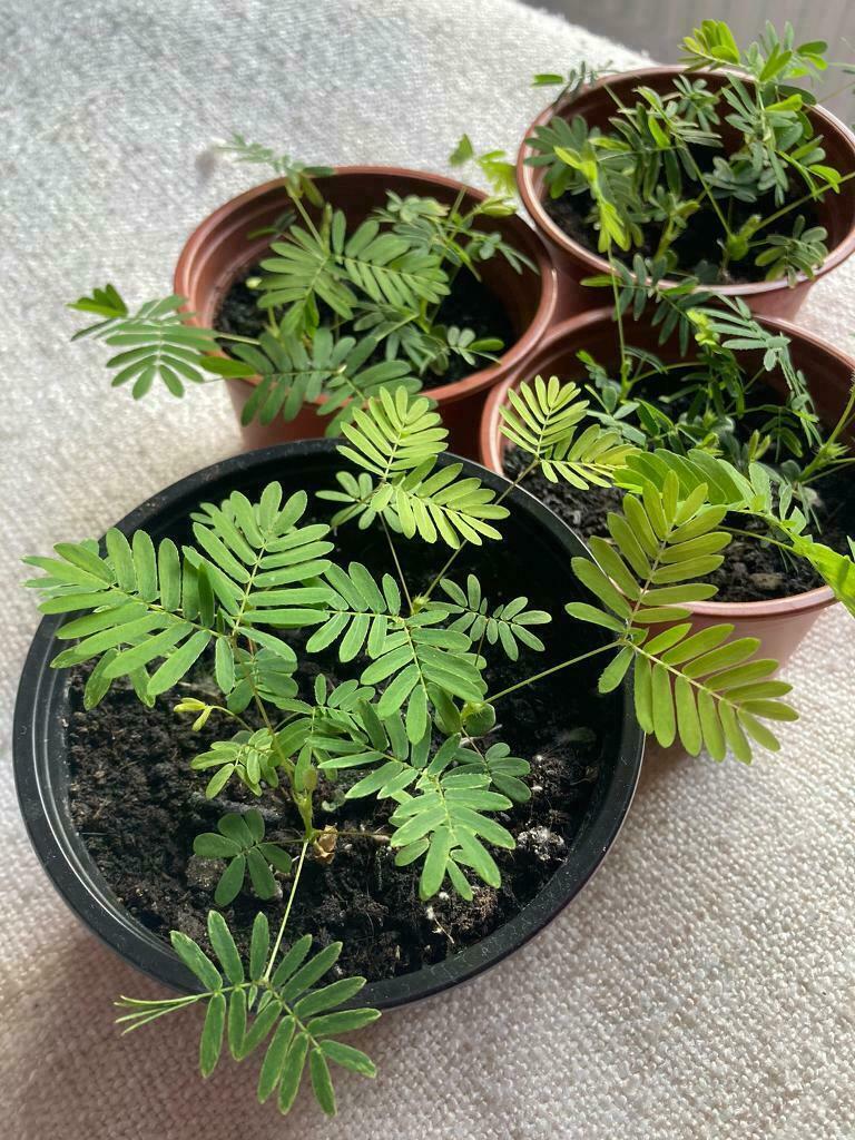 Mimosa Pudica | 50+ seeds | Sensitive plant | Touch Me Not