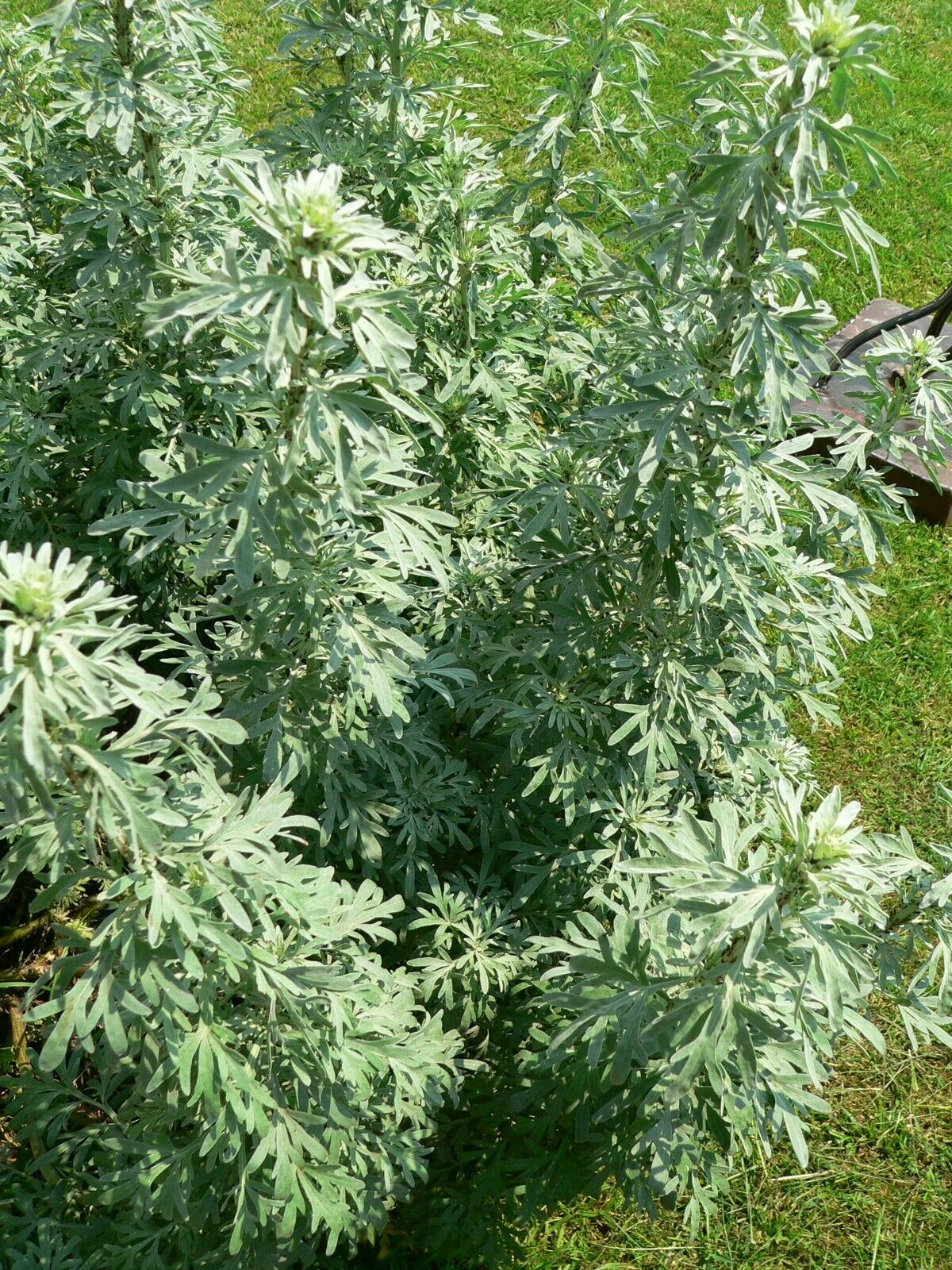 Wormwood (Artemisia Absinthium) | 200+ Seeds | UK Hardy | Absinthe