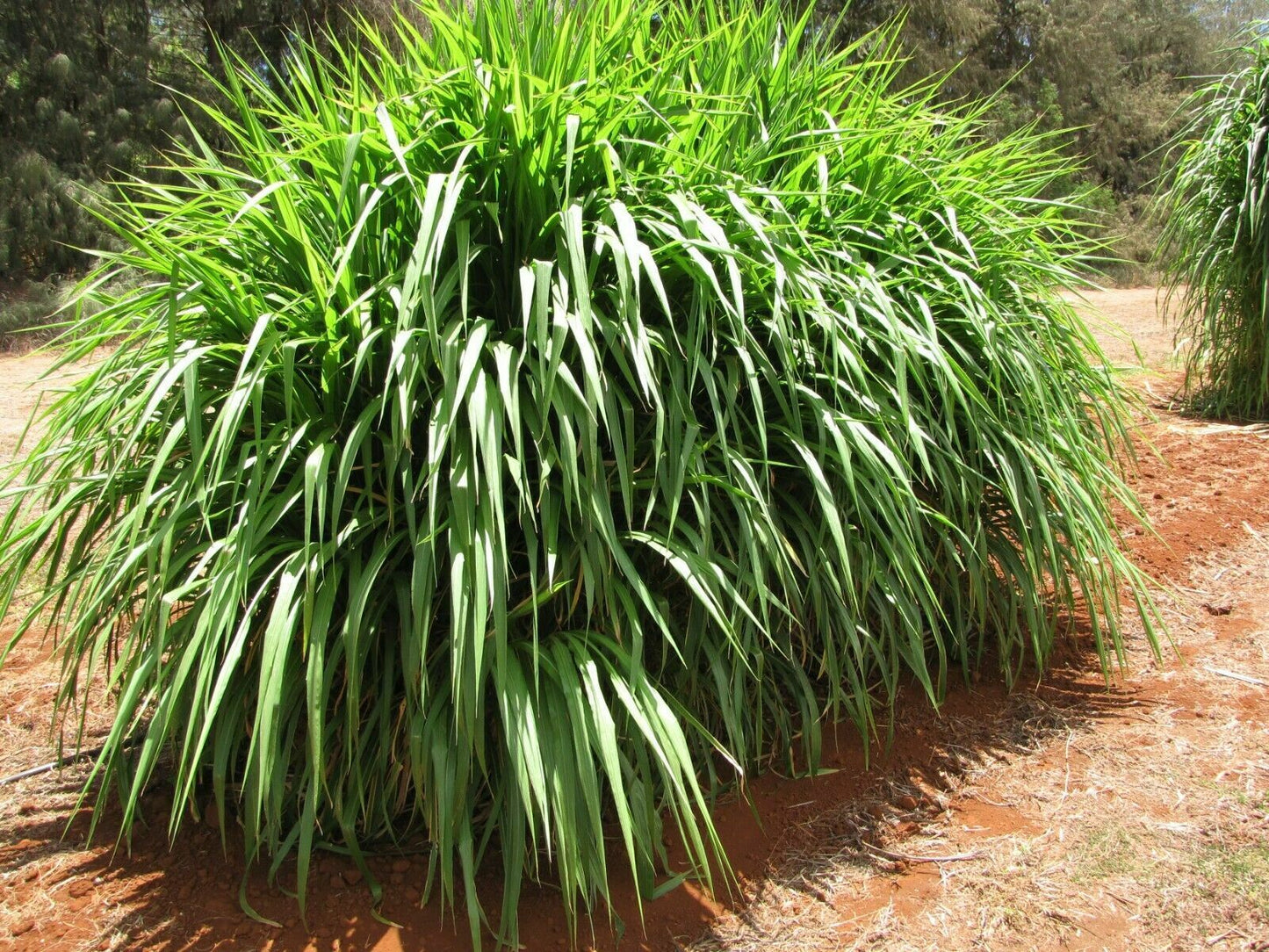 Giant Elephant Grass plant clump in 9cm pot | Fast Growing  | Same Day Dispatch