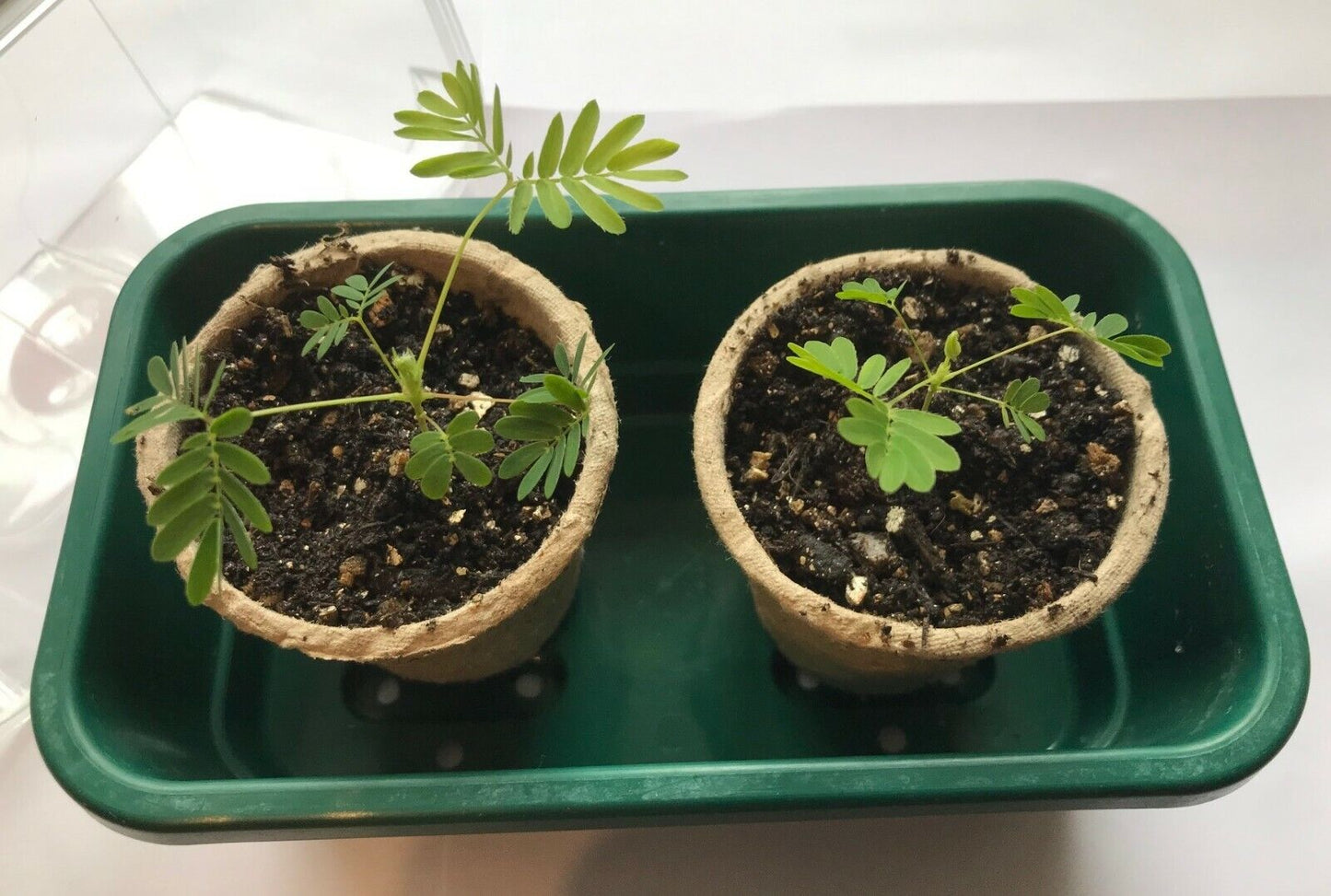 Mimosa Sensitive Plant Kit - Indoor Fun & Educational Gift