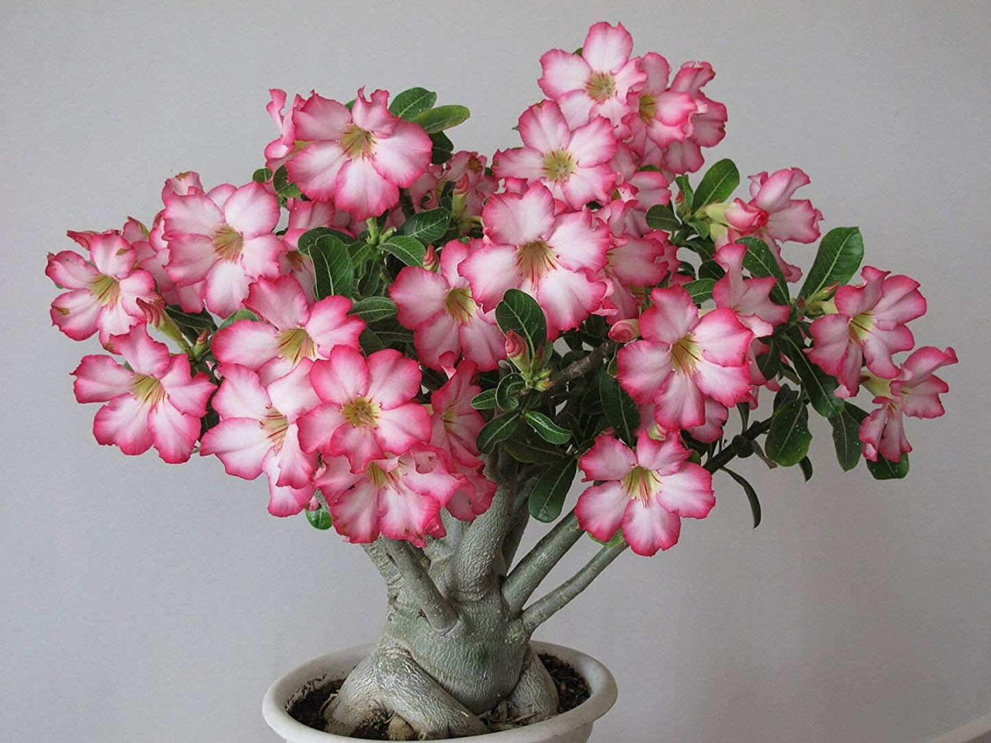 Desert Rose (Adenium Obesum) | 5+ seeds | House Plant | Bonsai