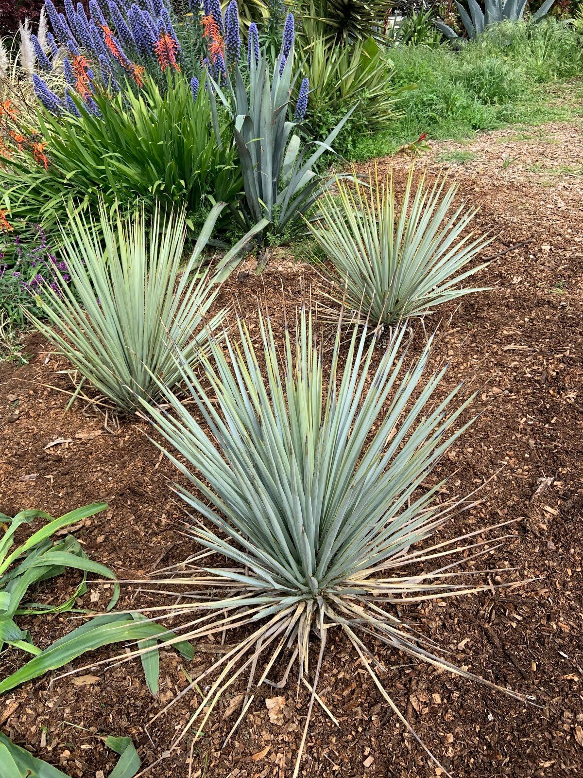 Blue Yucca | Yucca Rigida | 20+ seeds | Stunning & Hardy