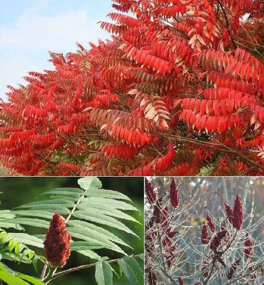 Staghorn Tree (Rhus Typhina) | 50+ seeds | Sumac