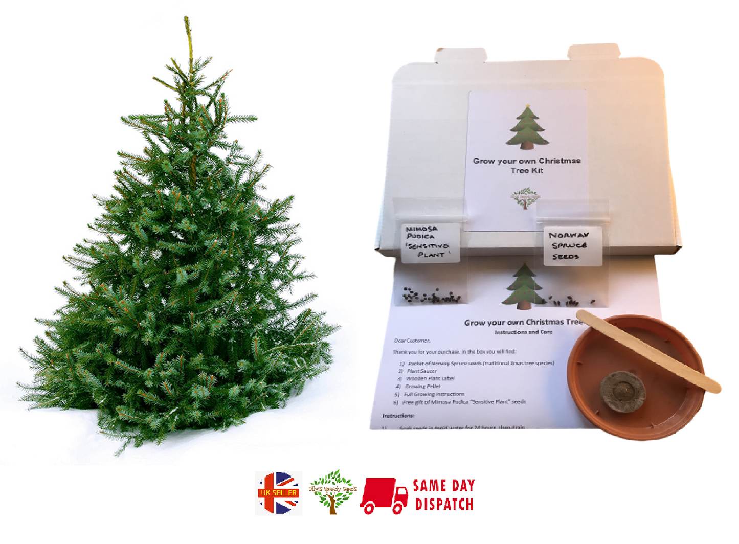 Grow your own Christmas Tree kit Xmas idea FREE GIFT