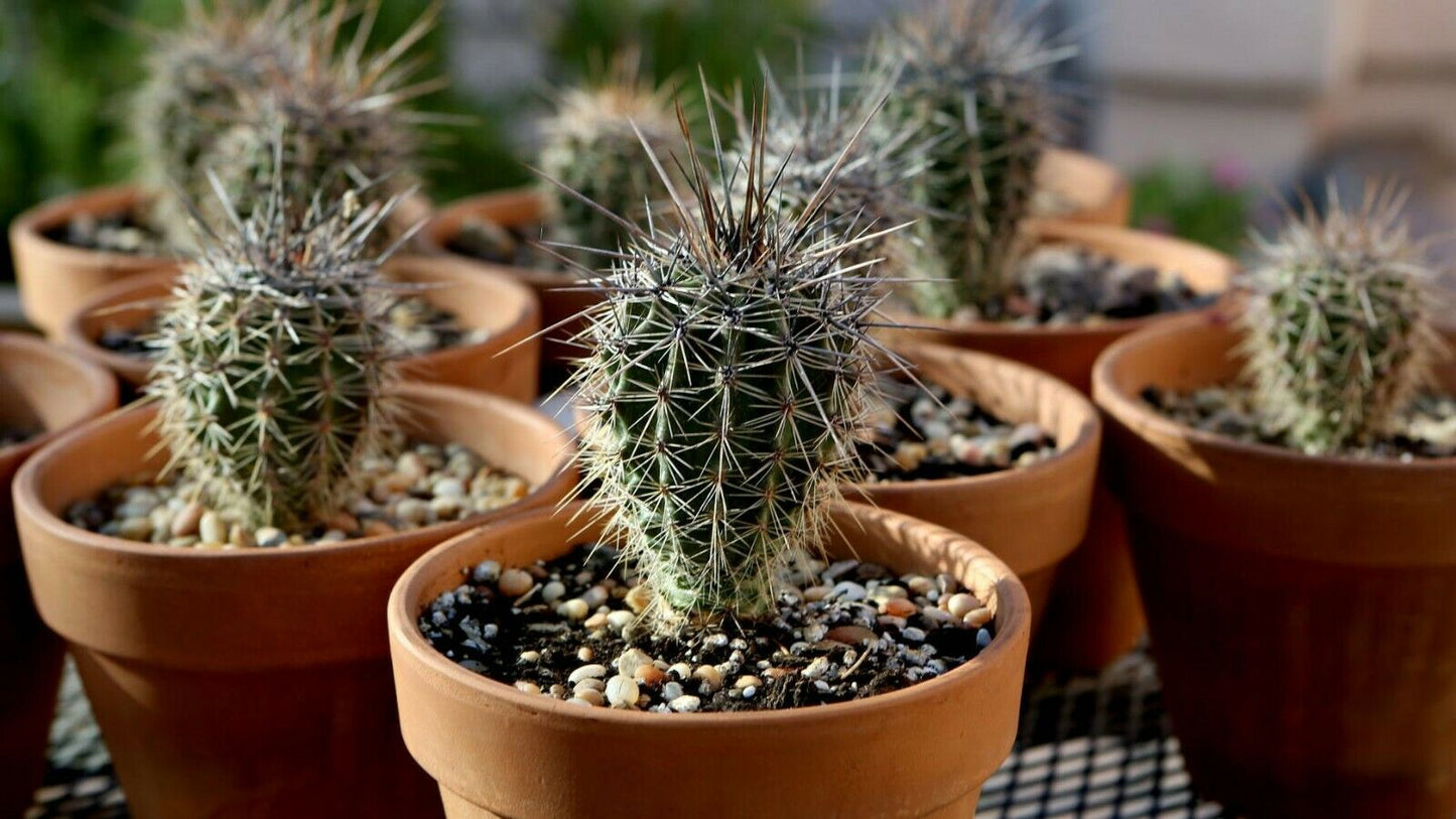 Saguaro Giant Cactus (Carnegiea Gigantea) | 20+ fresh Seeds