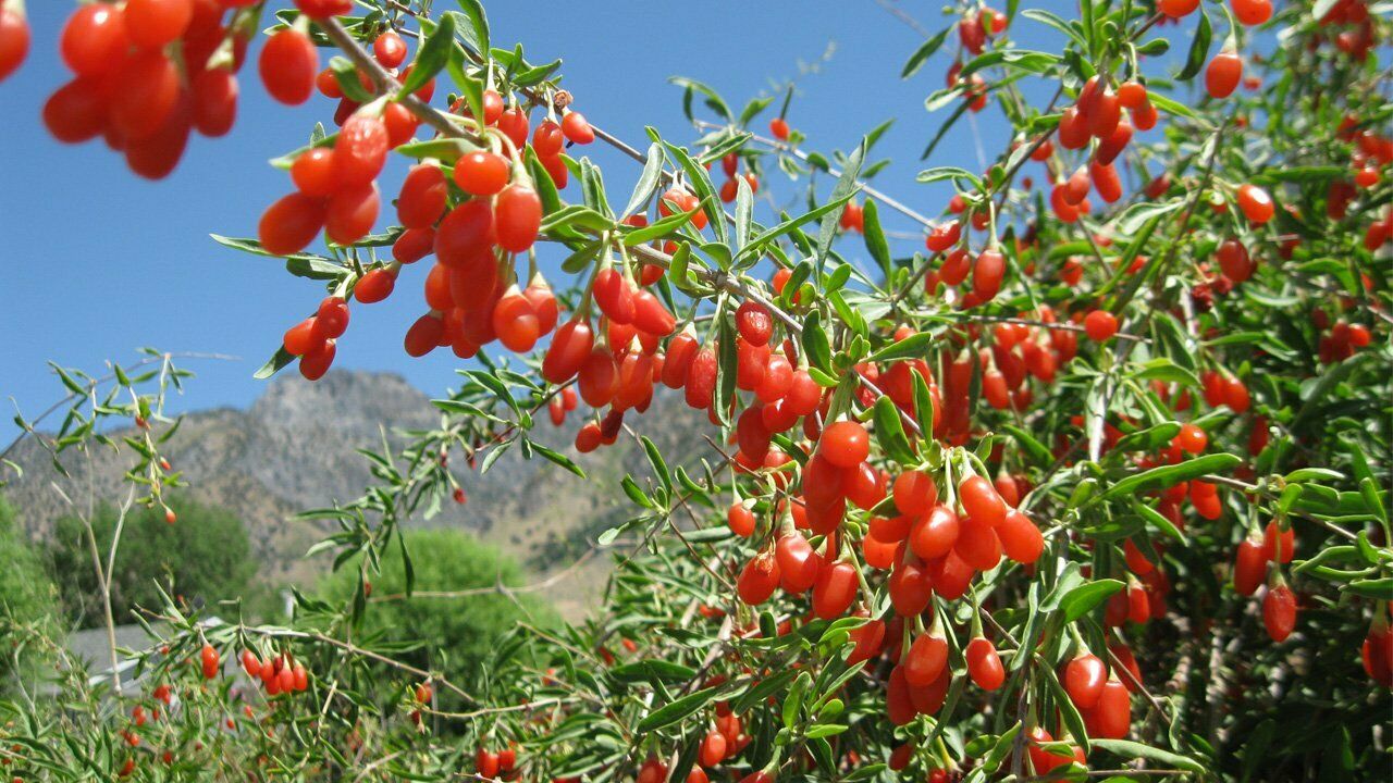 Goji Berry | 25+seeds | Wolfberry 枸杞 | UK Hardy