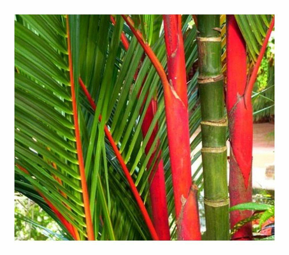 Lipstick Palm (Cyrtostachys Renda) | 10+ seeds | Same Day Dispatch