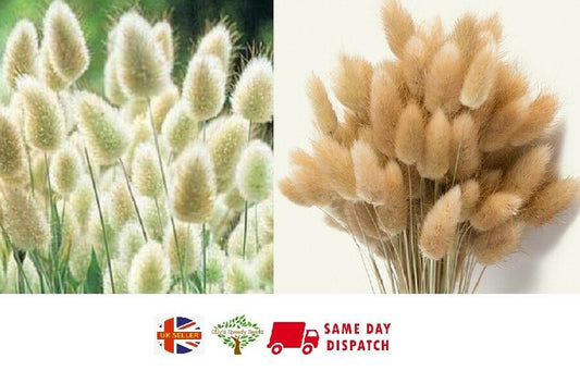 Bunny Tails Ornamental Grass (Lagurus Ovatus) |  200+ seeds | Same Day Dispatch