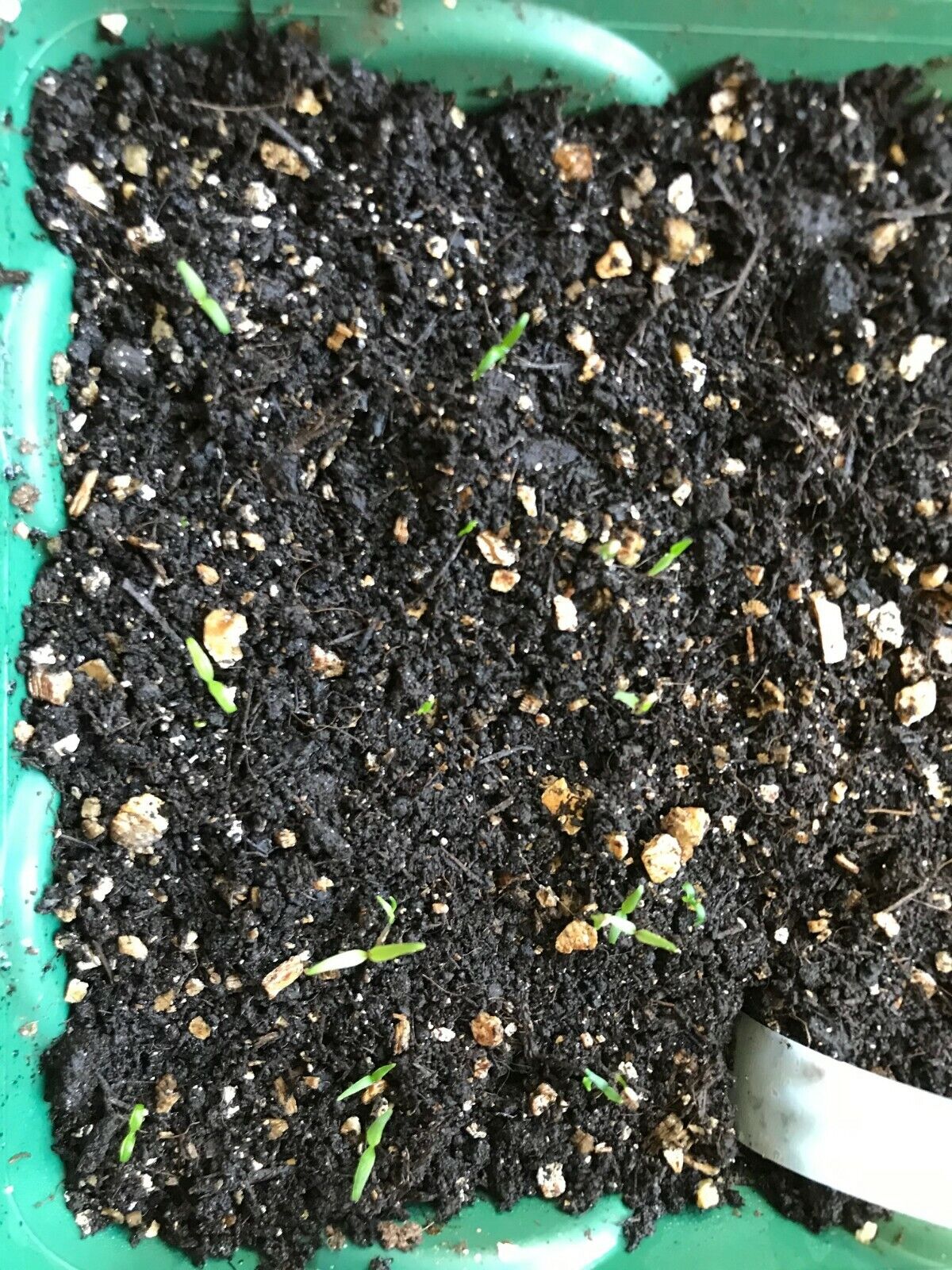 Goji Berry | 25+seeds | Wolfberry 枸杞 | UK Hardy – speedyseeds