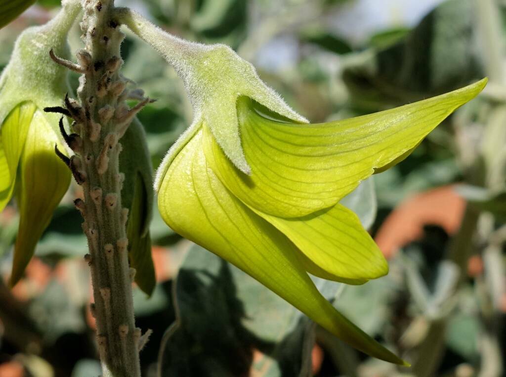 green bird flower seeds Green Birdflower (Crotalaria Cunninghamii)