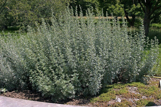 Wormwood (Artemisia Absinthium) | 200+ Seeds | UK Hardy | Absinthe