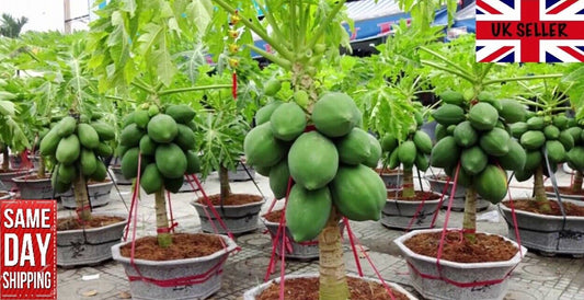Dwarf Papaya | 15+ fresh seeds