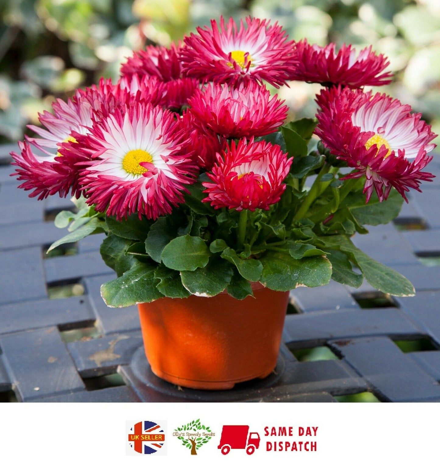 Bellis "Bam Bam" - Red colour flowers | 8 fresh Seeds | Same Day Dispatch