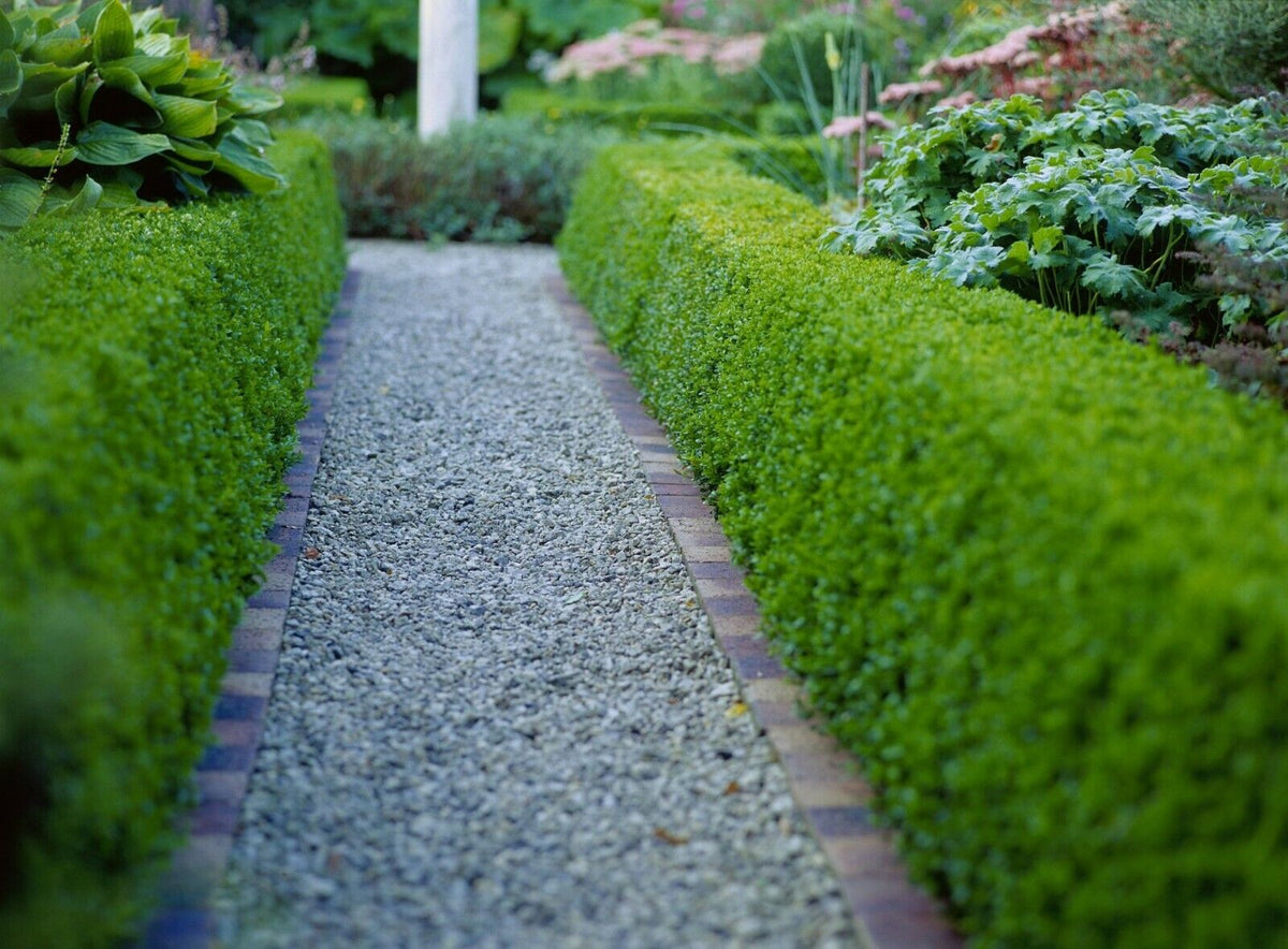 Bruxus Box (Buxus Sempervirens) | 30+ seeds | Hedging | Topiary – speedyseeds