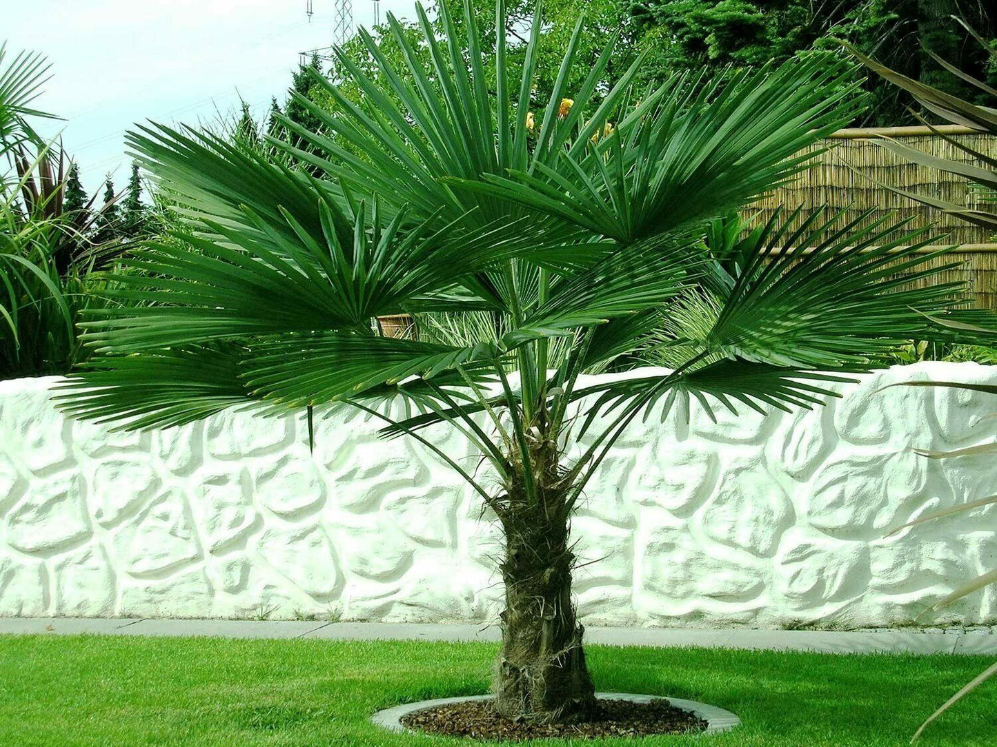 Windmill Palm Trachycarpus Fortunei 20+ seeds | Cold Hardy