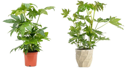 Aralia Sieboldii | 25 seeds | Glossy House Plant | Organic