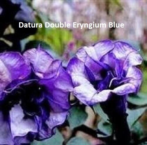 Datura - Double Blue | Stunning | 5+ fresh seeds