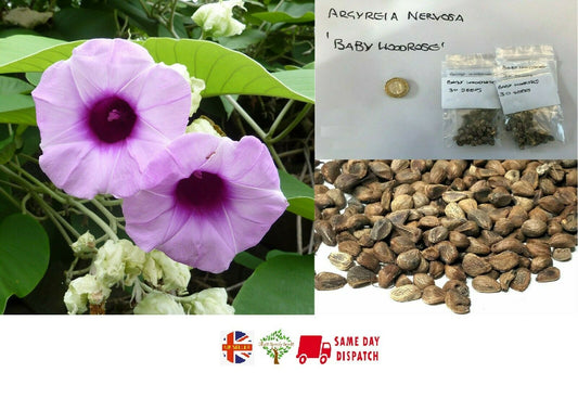 Hawaiian Baby Woodrose (Argyreia Nervosa) 30+ seeds | Untreated