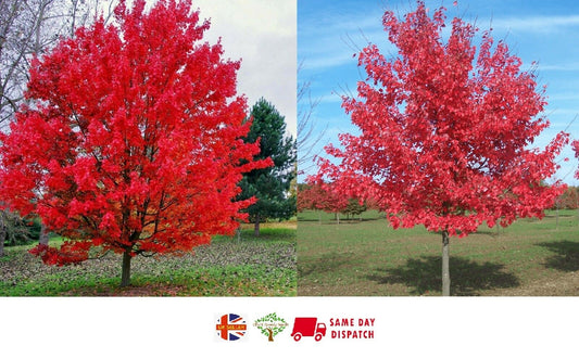 Red Maple Tree (Acer Rubrum) 20 seeds | Bonsai | Same Day Dispatch