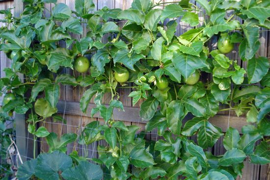 Purple Passion Fruit (Passiflora Edulis) | 50+ seeds | Same Day Dispatch.