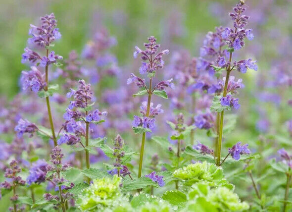 Grow Your Own Catnip Kit - Windowsill or Outdoor | Catmint