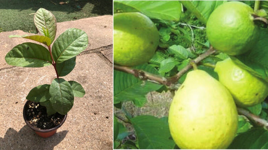 Common Guava (Psidium Guajava) in 9cm pot | Tropical  Same Day Dispatch
