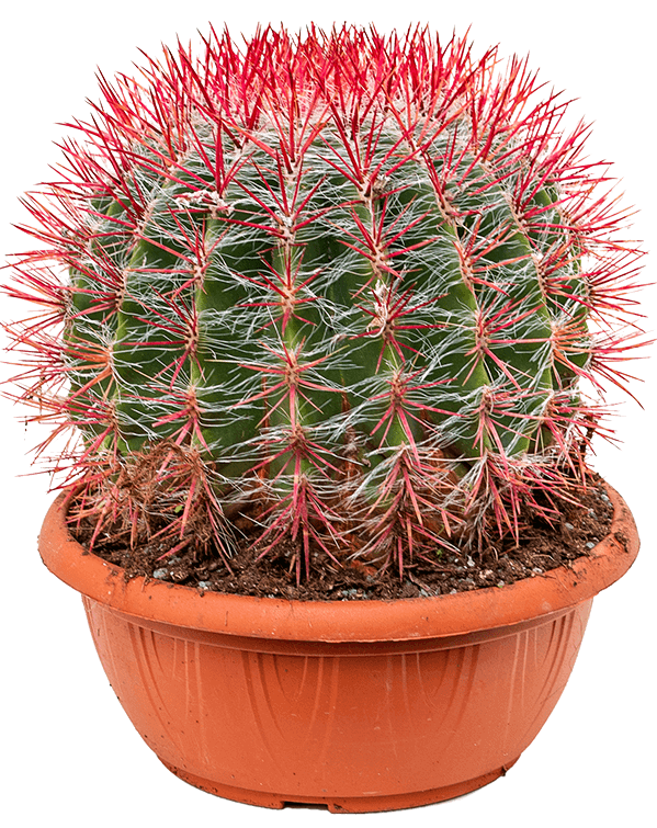 Mexican Lime Cactus (Ferocactus Pilosus) | 25+ seeds
