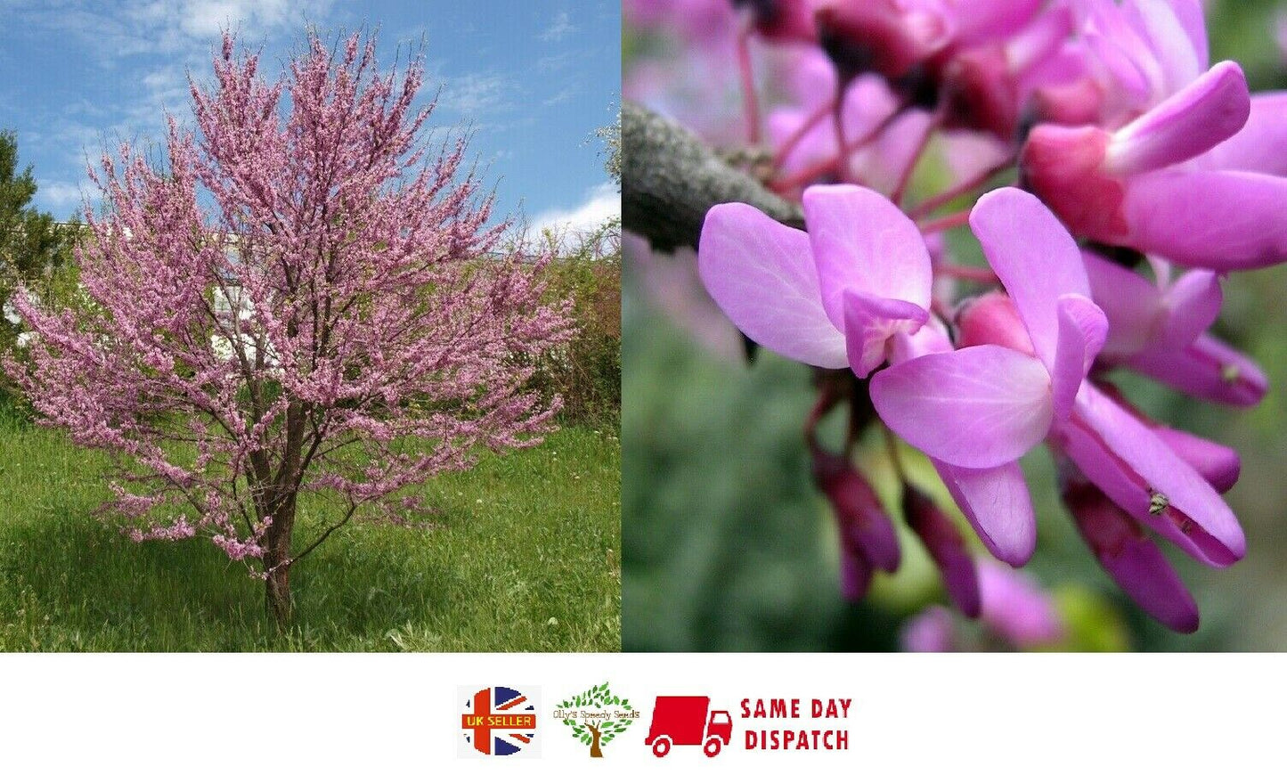 Judas Tree (Cercis Siliquastrum) 25+ seeds | UK Hardy