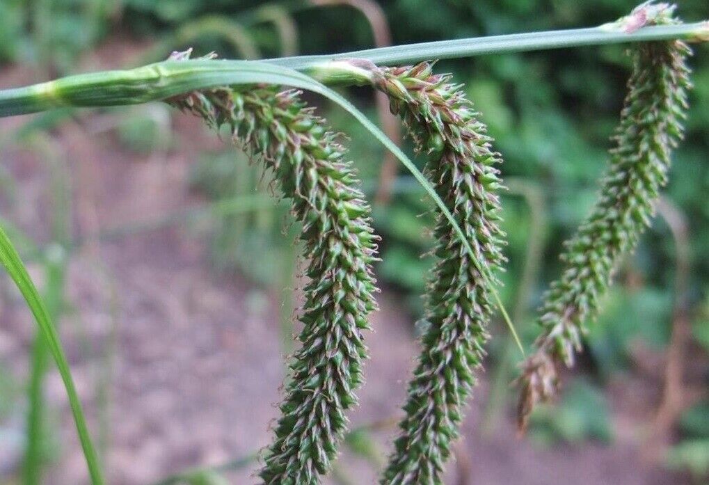 Weeping Sedge (Carex Pendula) | 100+ Seeds | Pond side/Shade